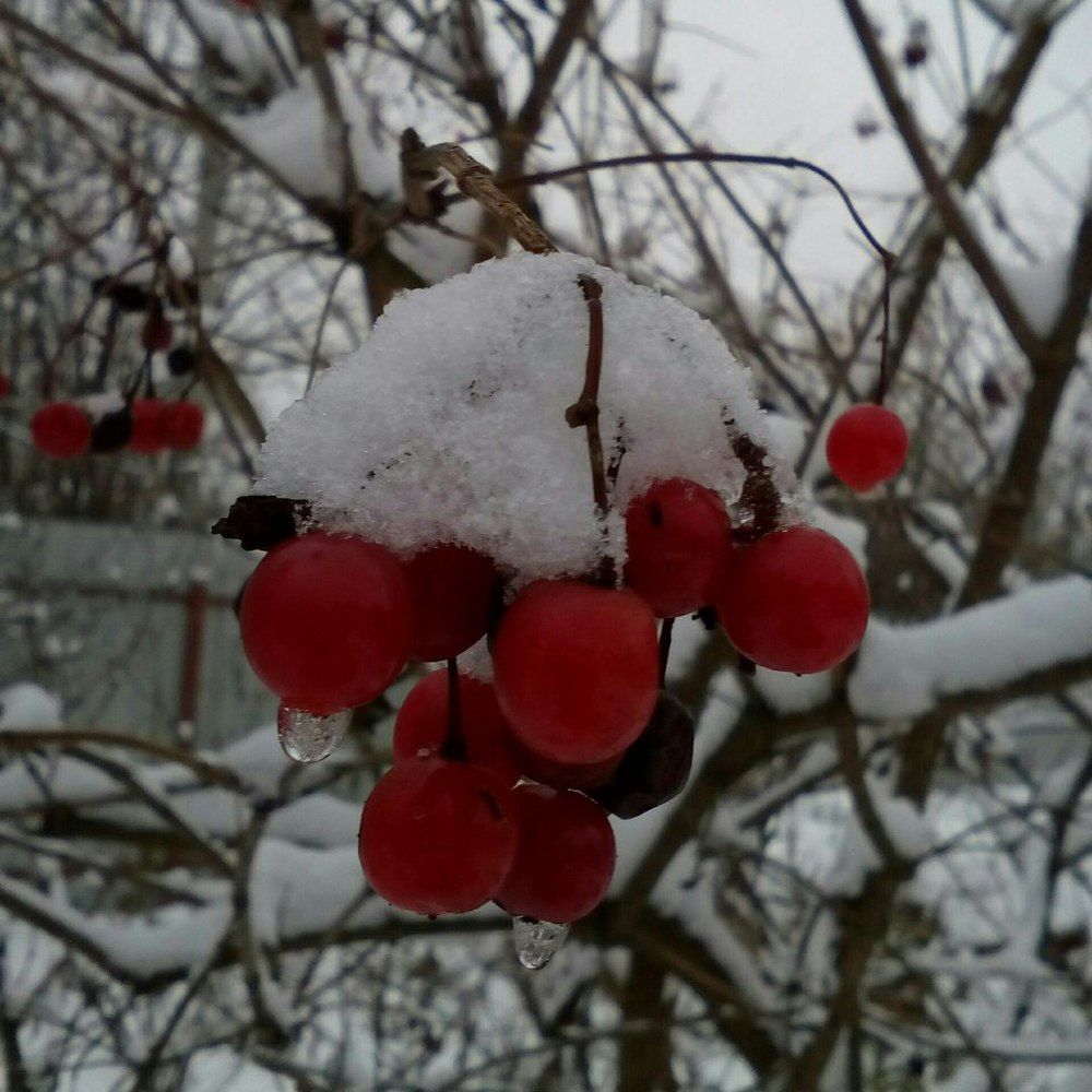 Снежная зима