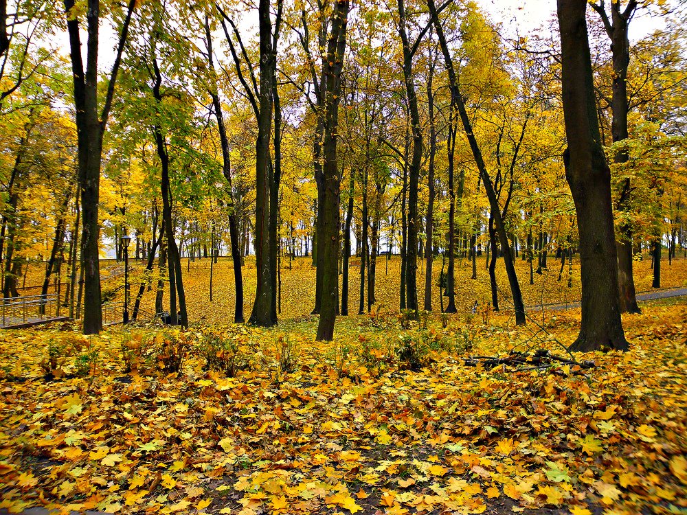 осень рыжая подружка