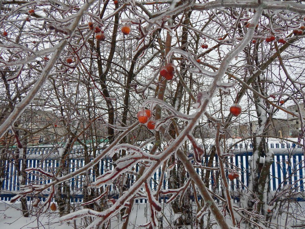 После ледяного дождя