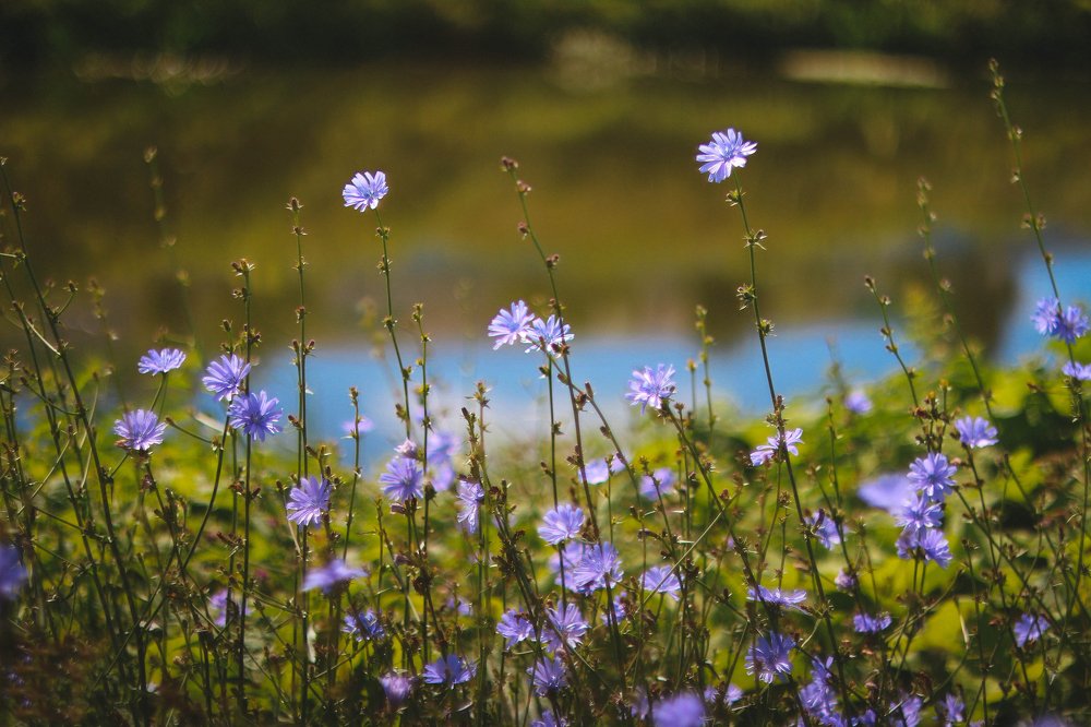 Полевые цветы на берегу