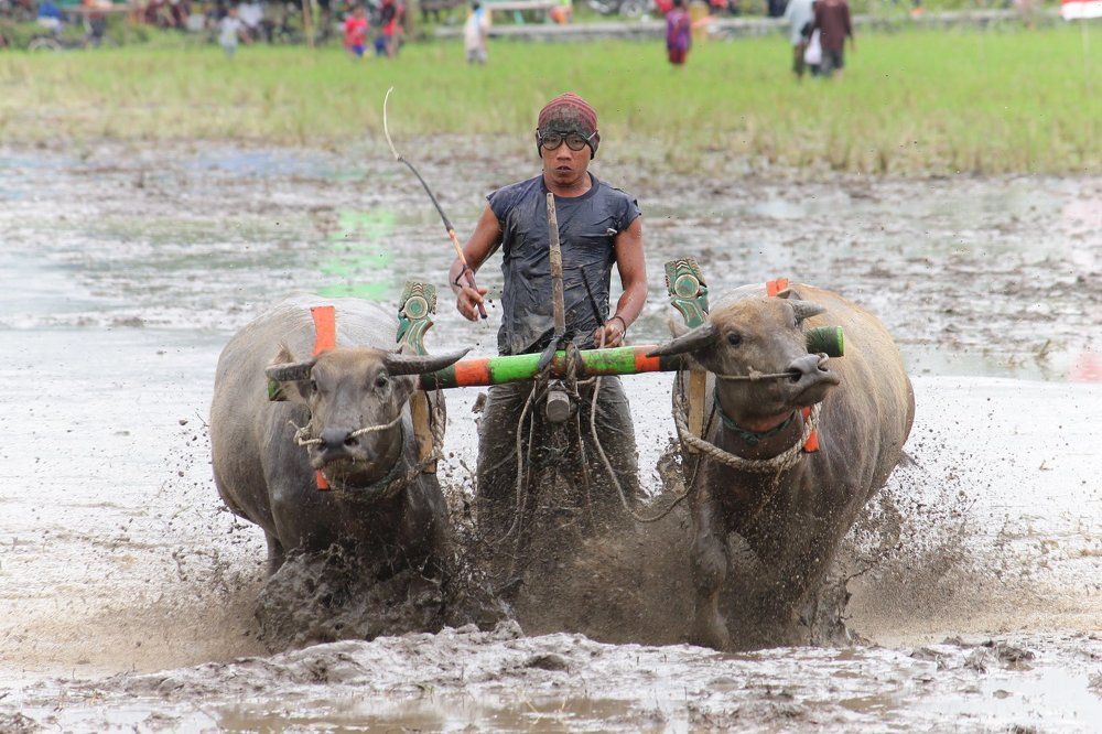 Bull Race_1
