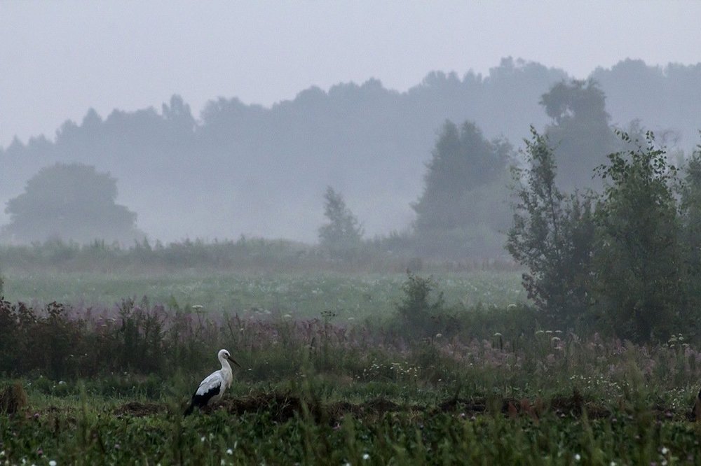 Ранним утром