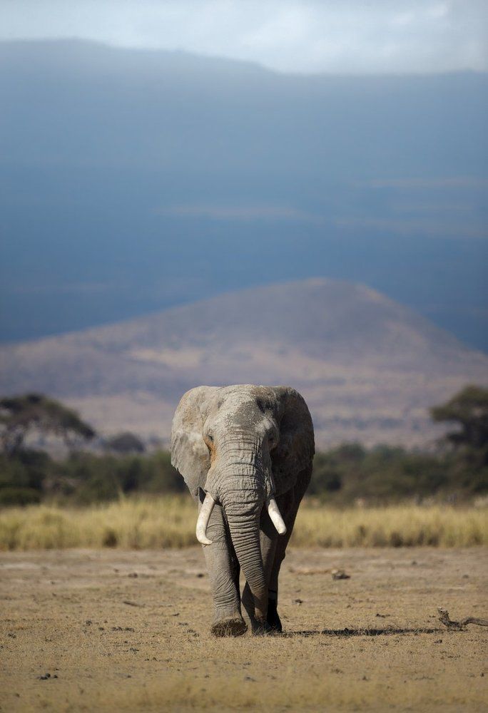 Mount Kilimanjaro's Guardian