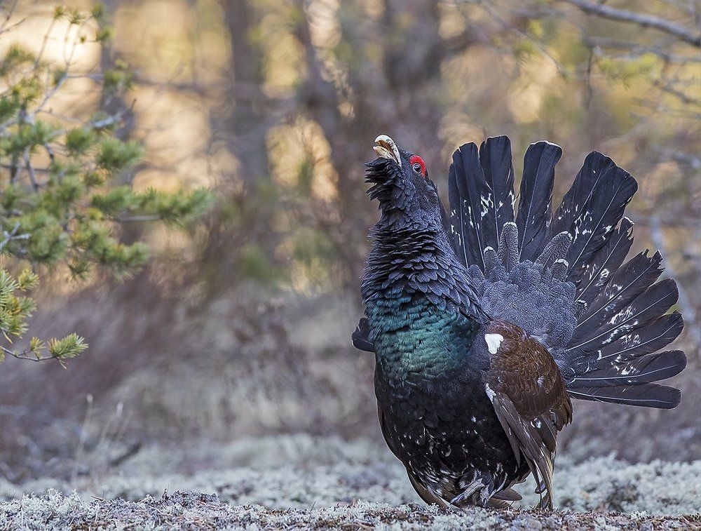 Разгар тока