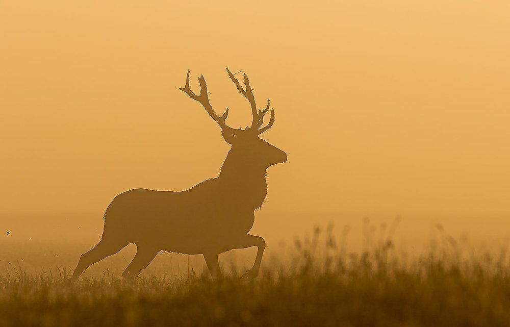 Золотое утро