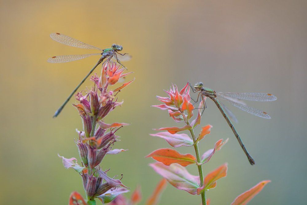 осенние стрекозы