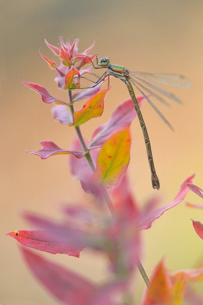 осенние стрекозы