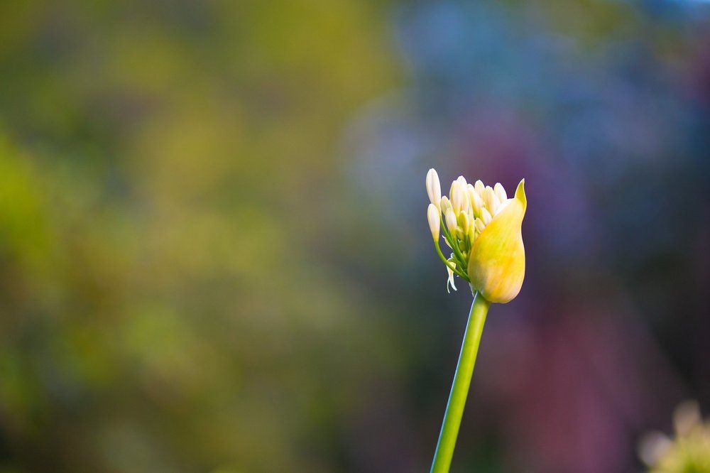 Начало жизни. Цветок и кремовые оттенки.