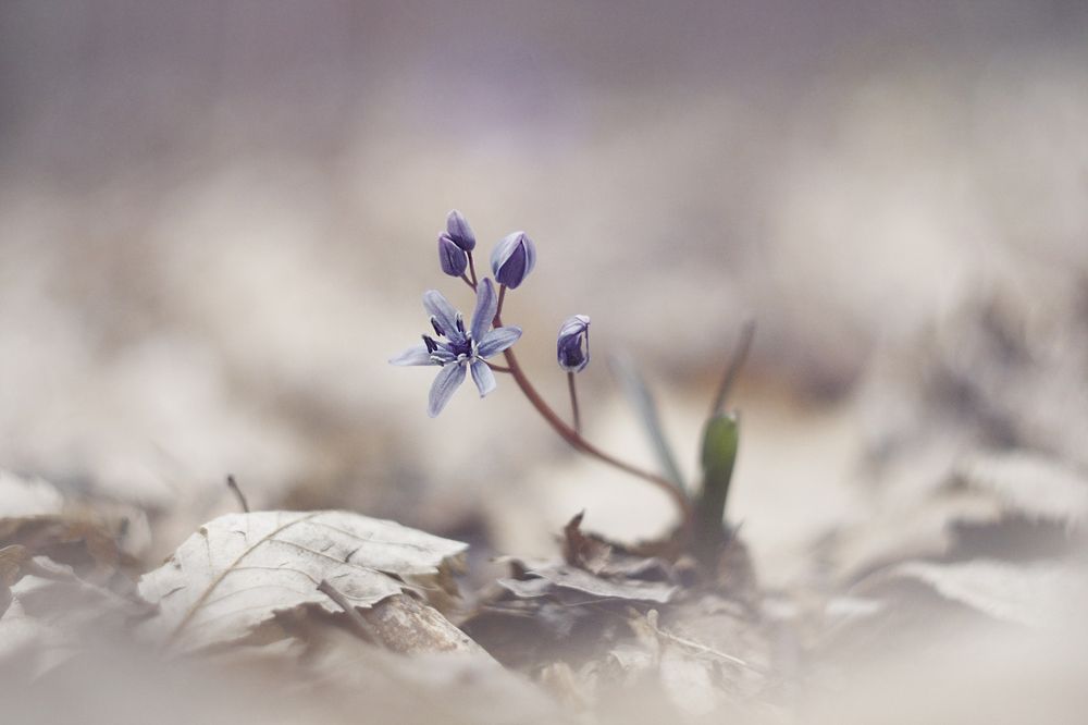 весенняя пролеска