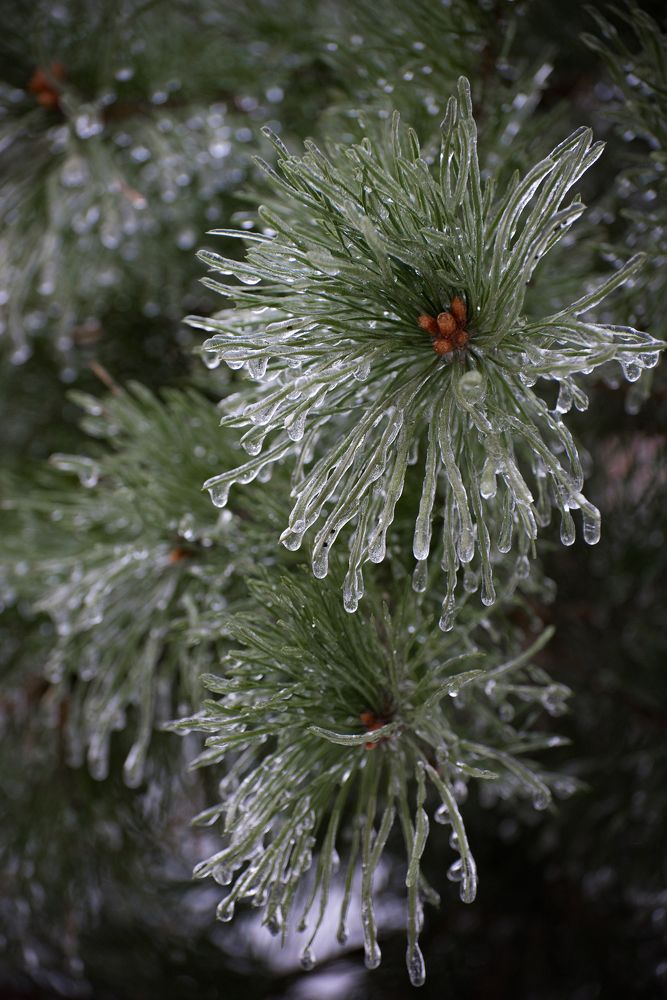 Ледяной дождь