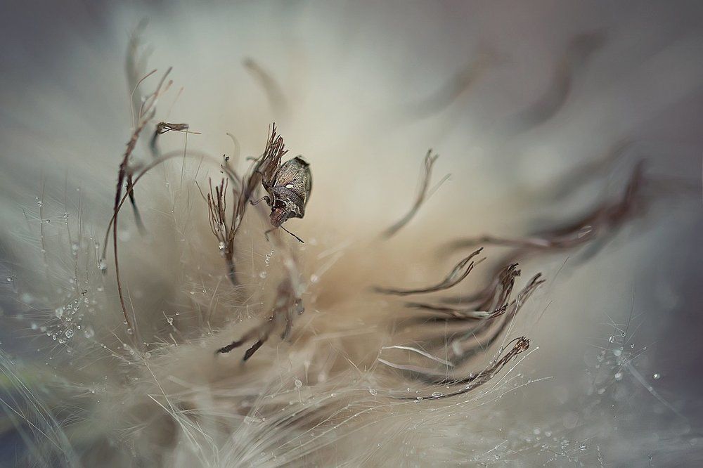 Своя вселенная