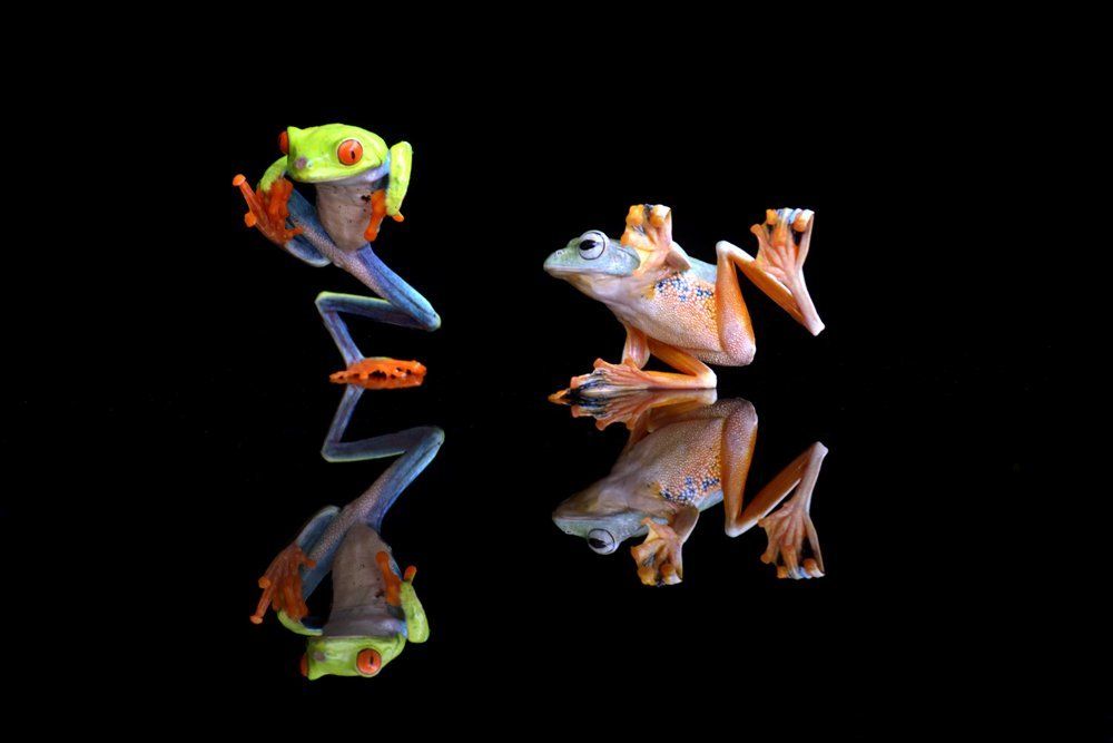 Dance, dumpy frog, Flying frog