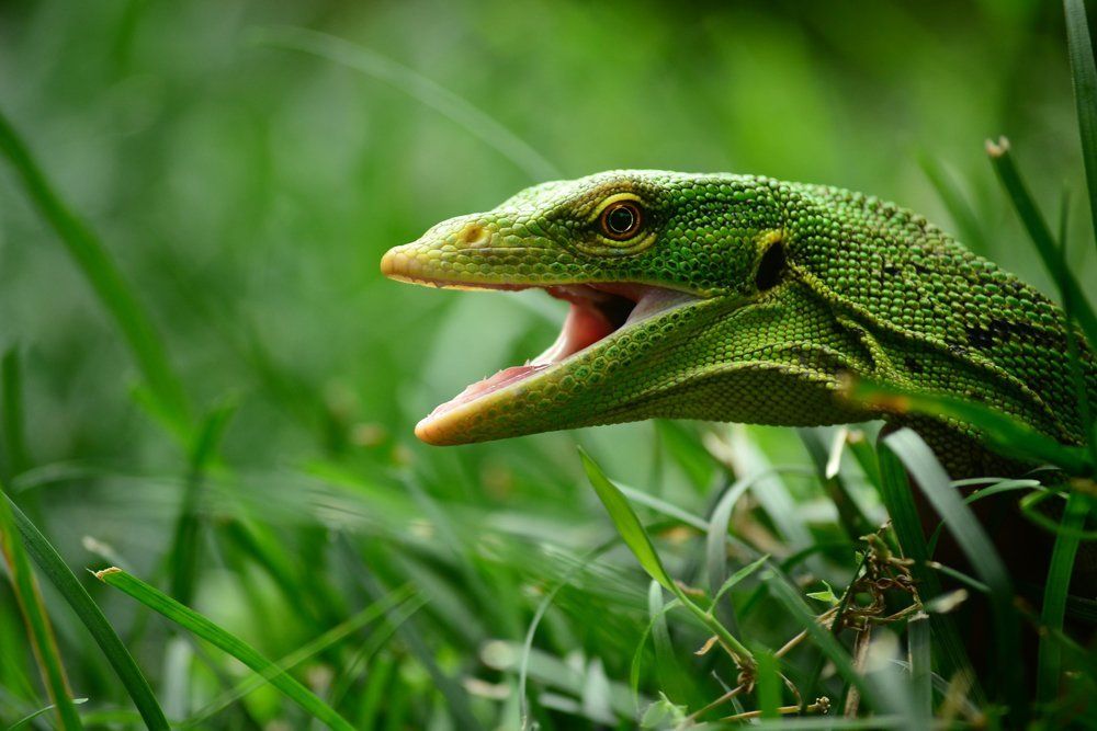 lizard attack, Varanus Prasinus