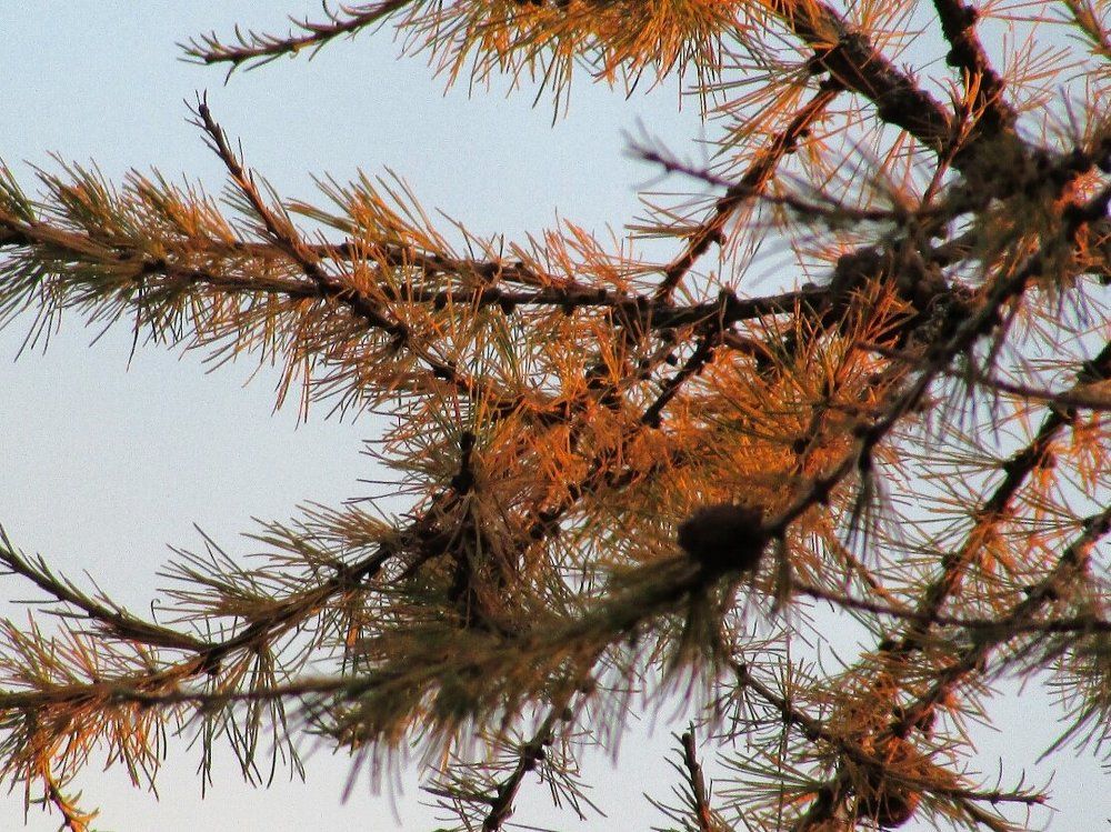 Рыжая осень