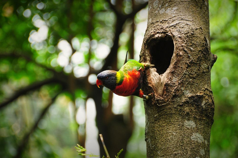 Pakpak sa Malaking Hawla (Wings in a big cage)