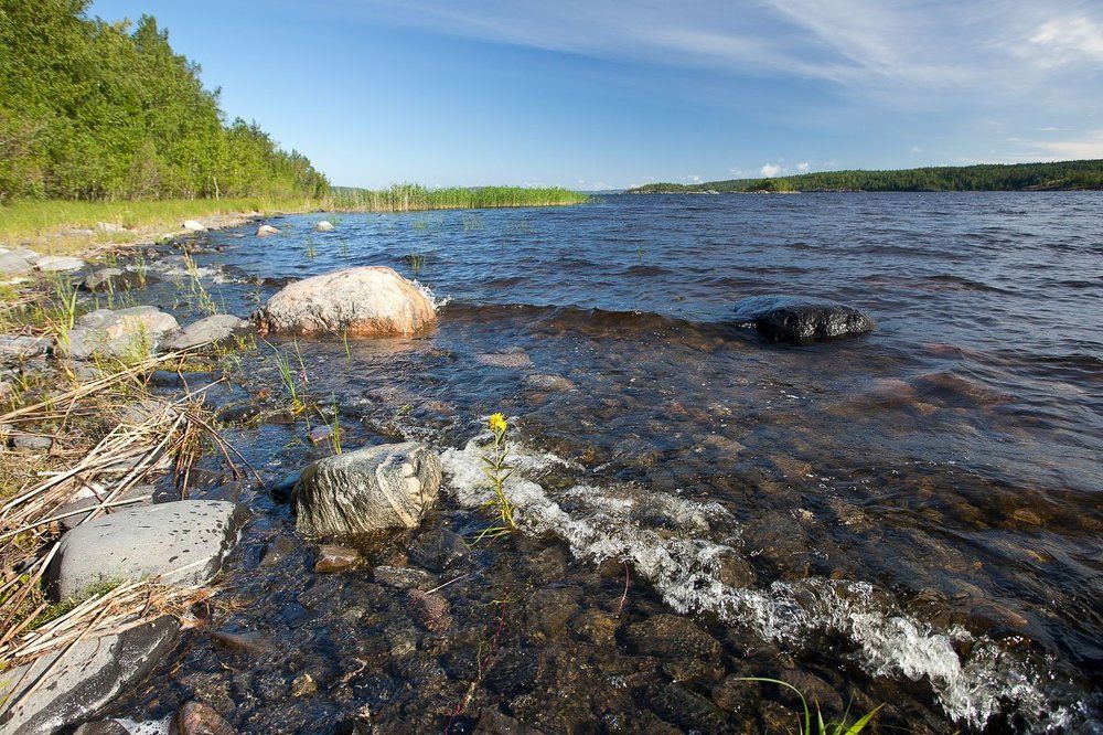 Желтенький цветочек.