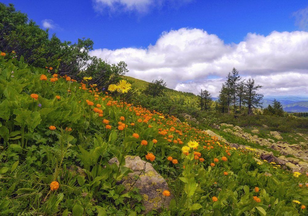 Цветущие склоны Горного Алтая