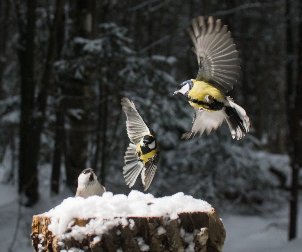 Показательные полеты