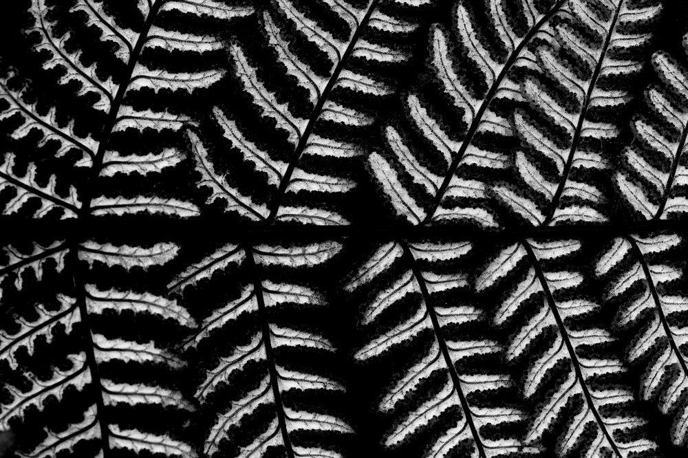 Nature linearity