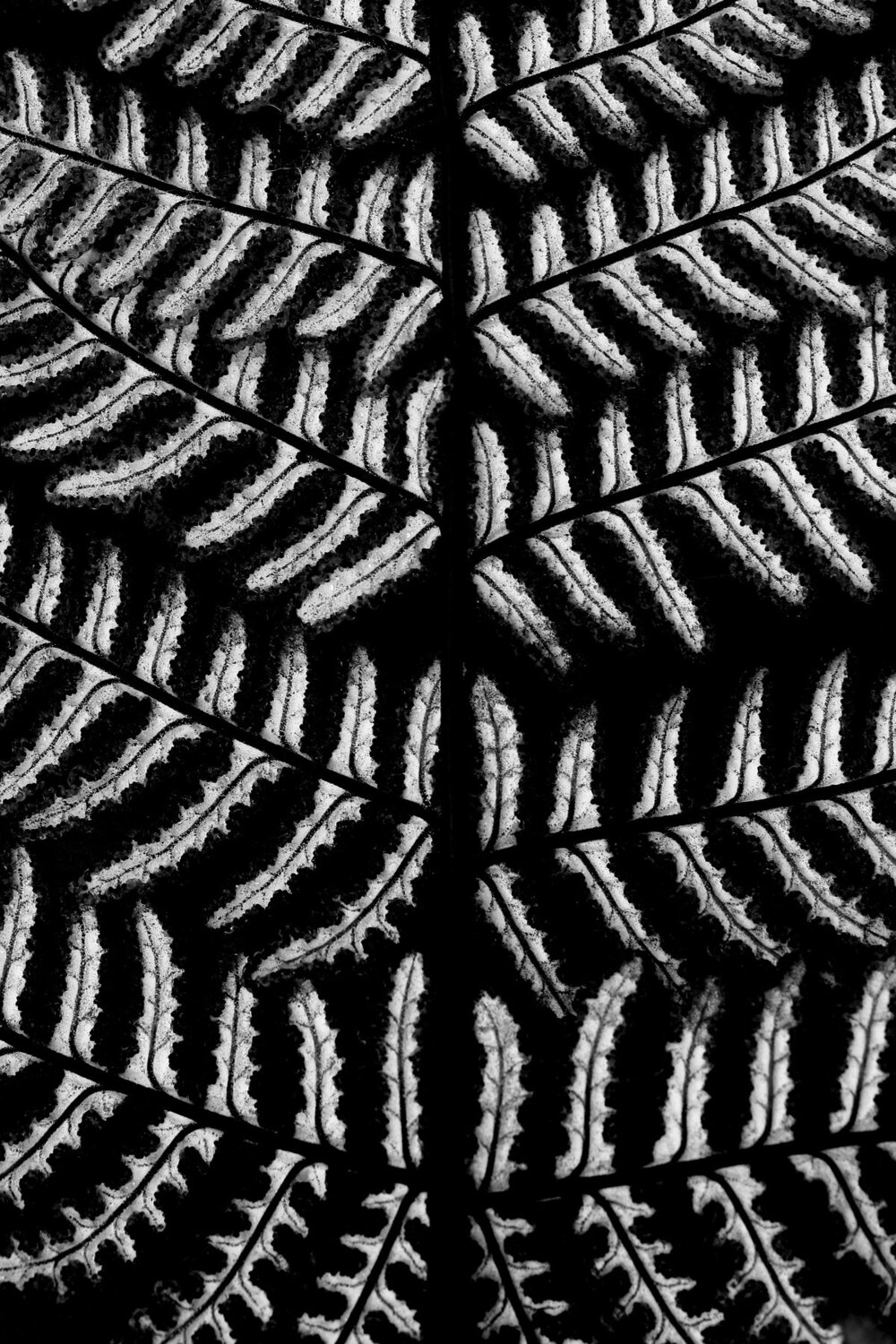 Nature linearity