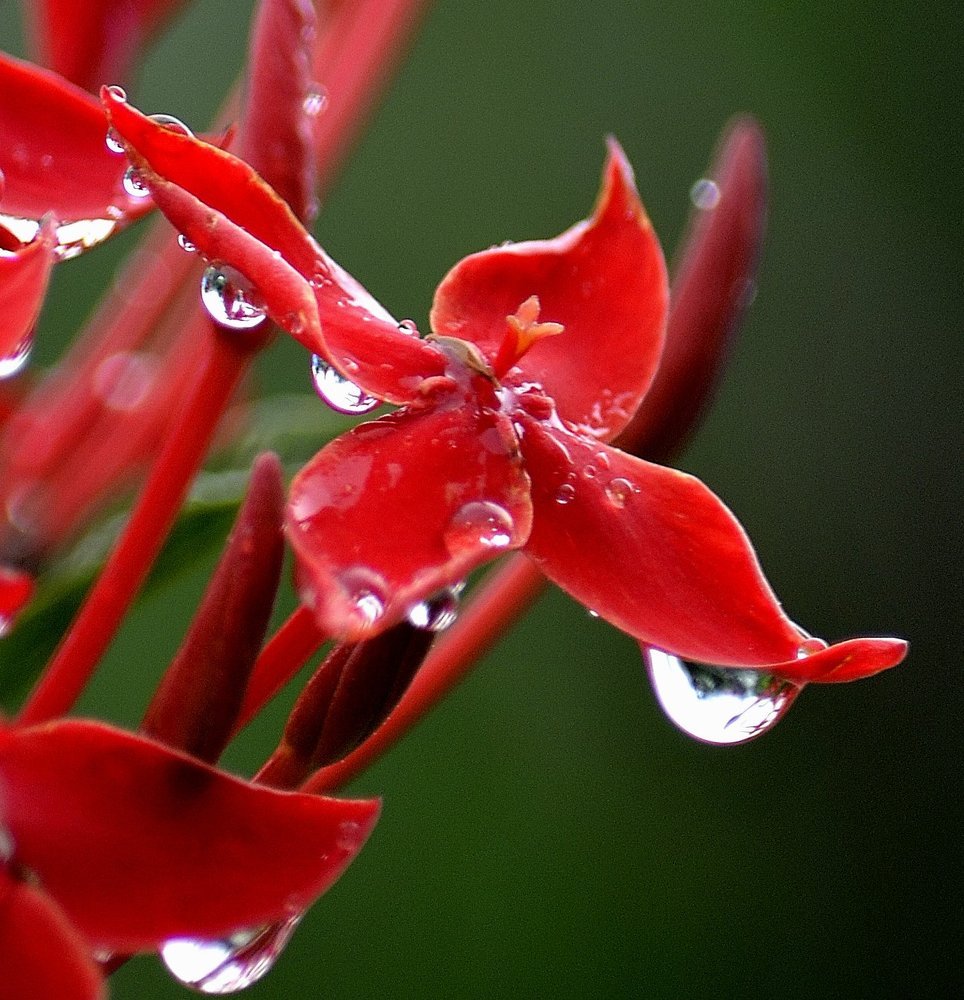 drops.................