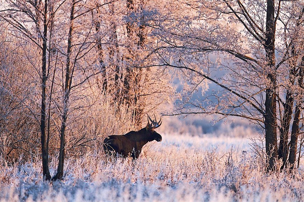 Как лось полянку перебегал .