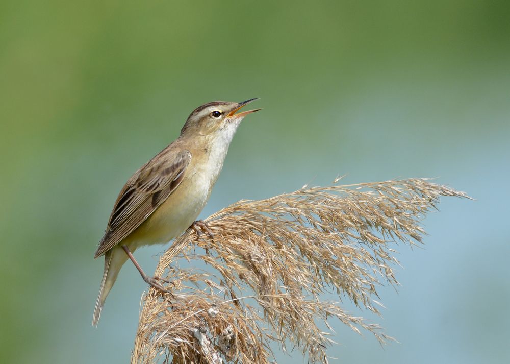 Любимая! Я подарю тебе эту мечту