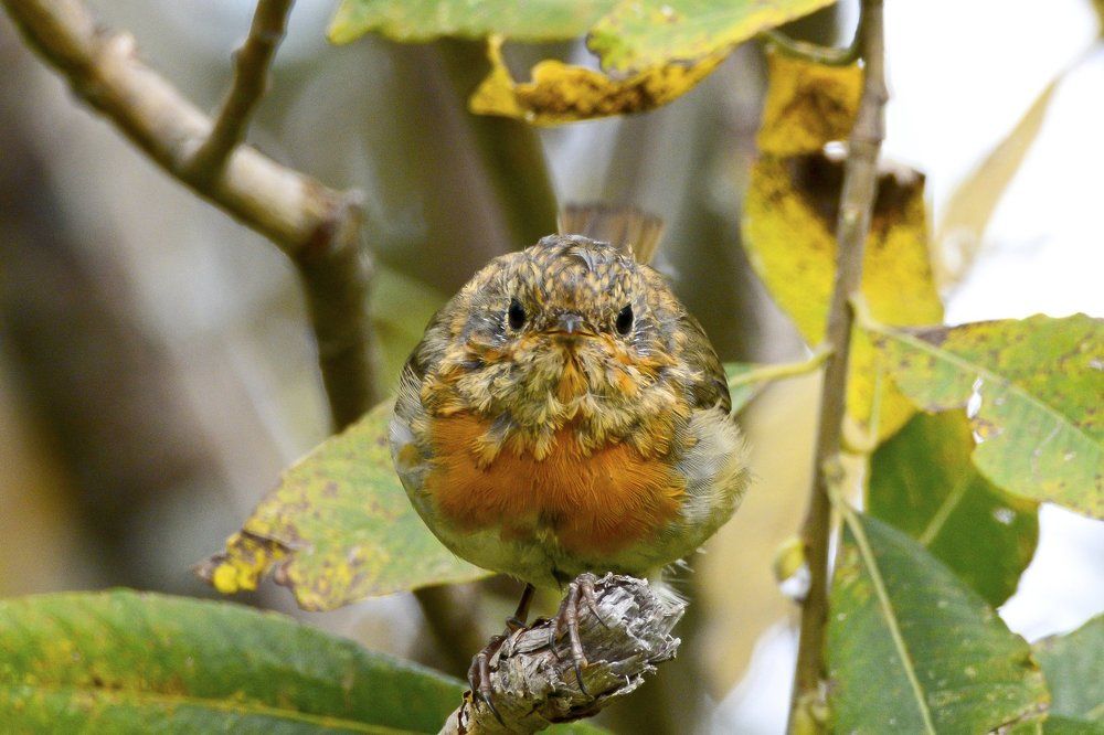 Я тебя вижу!