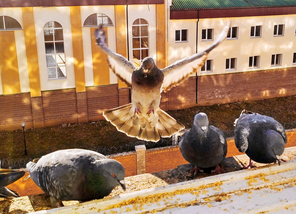 Обед поделю с друзьями