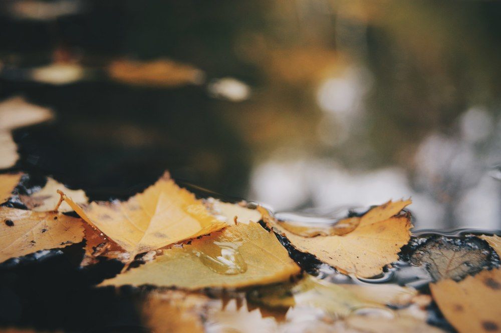 Золотые слёзы осени