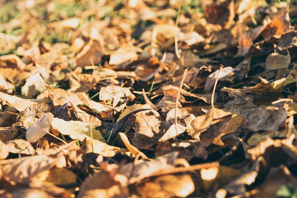 Золотые ковры осени