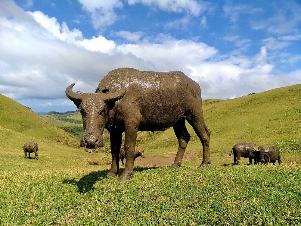 Philippine Carabao