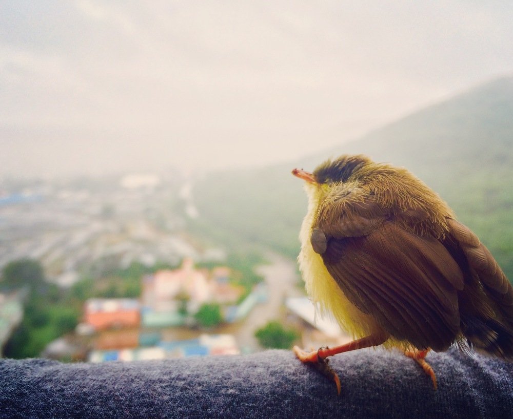 The visit of the Fur ball