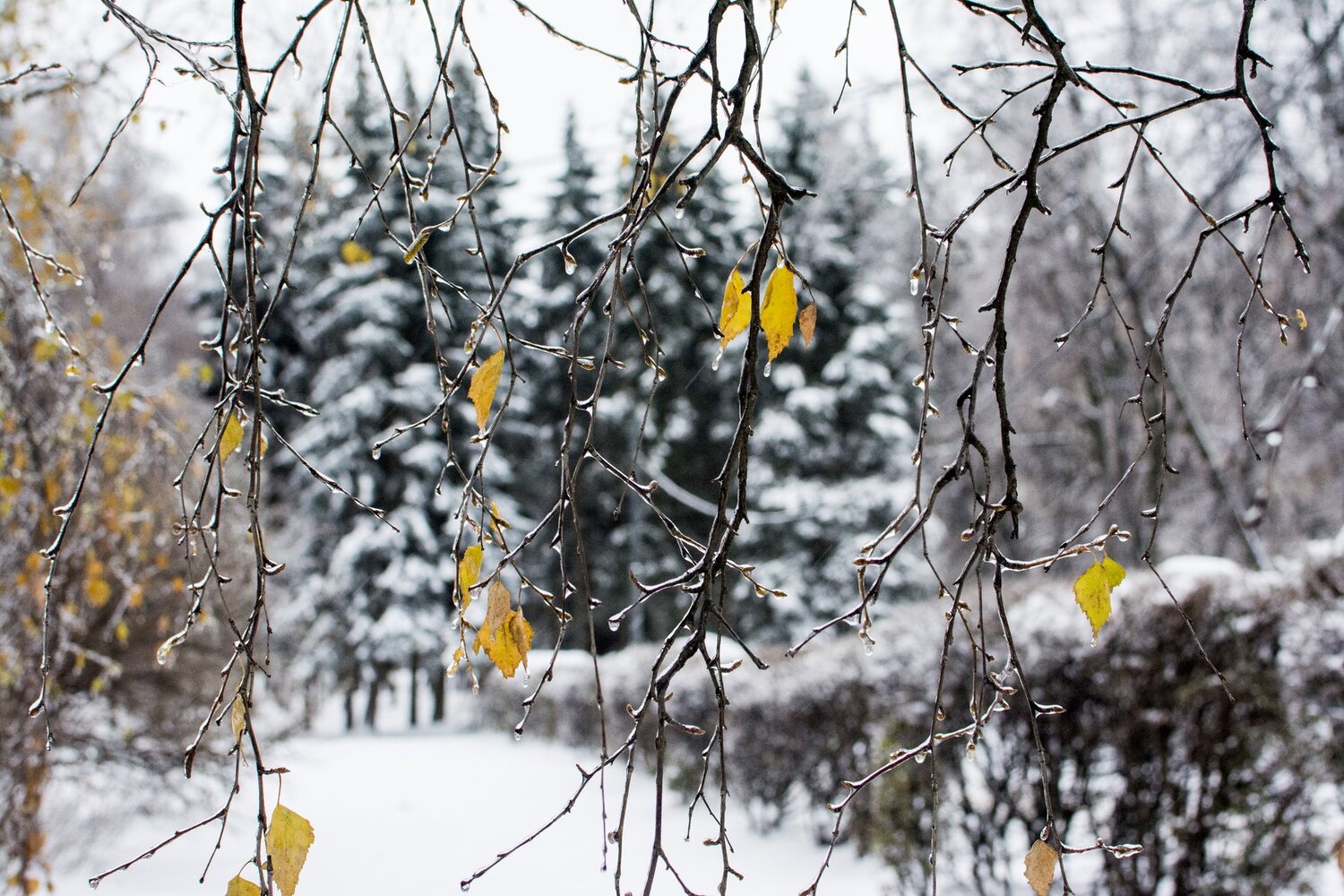 Ноябрьский дождь.