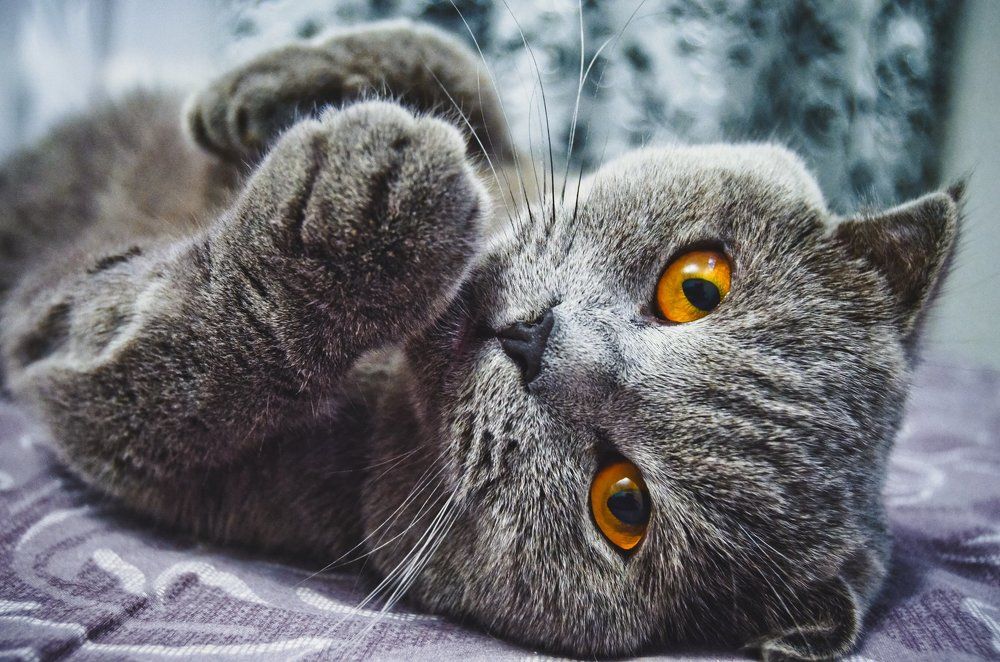 Кот