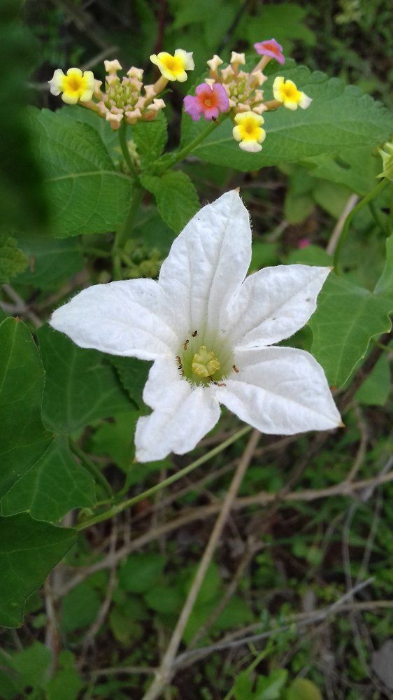 A white flower