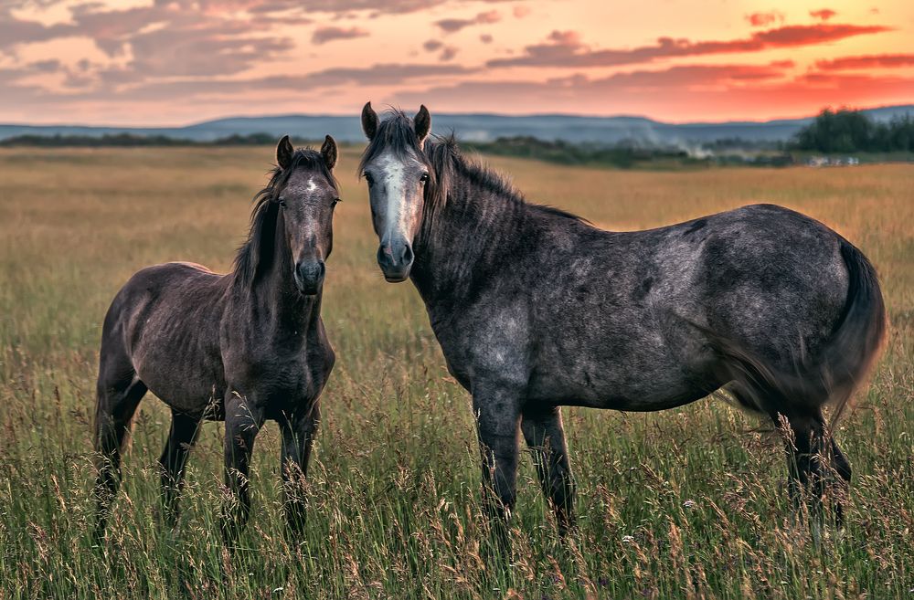 Лошади на рассвете...