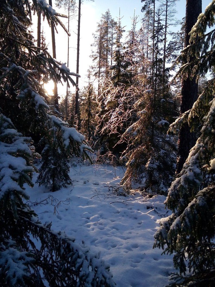 Лесная красота