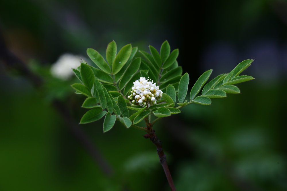 Свадебный букет невесты.