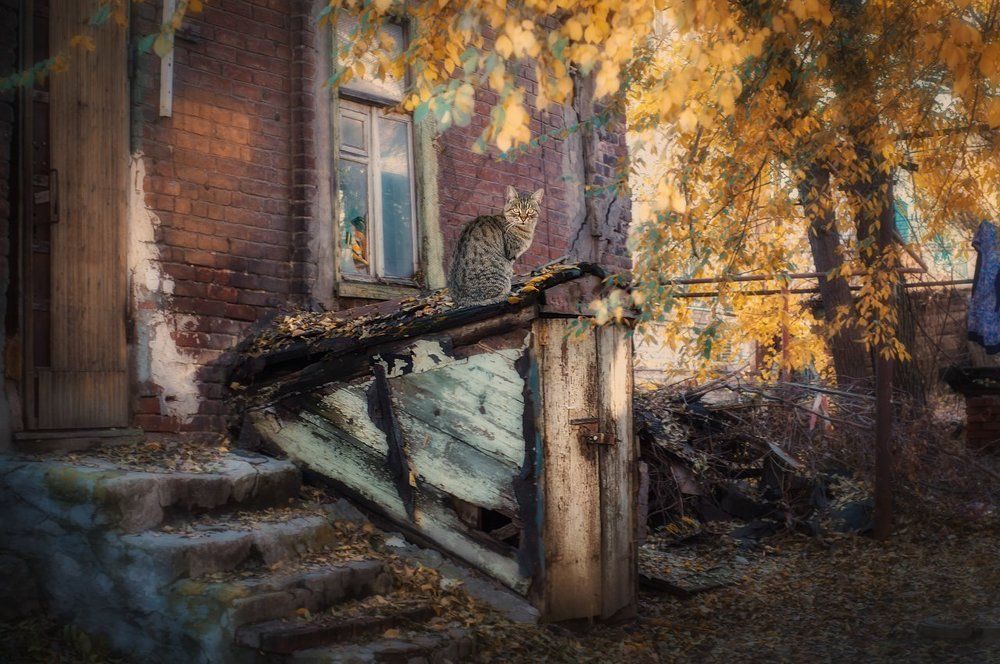 Наблюдатель