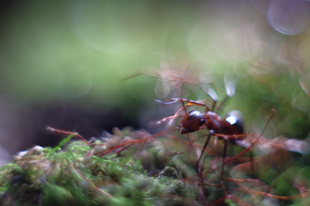 Встречайте! Представитель народа муравьи...