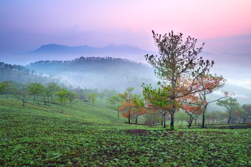 Стране чудес