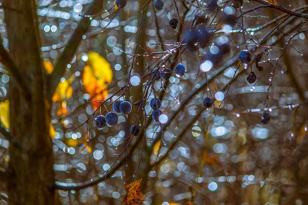 в терновом саду