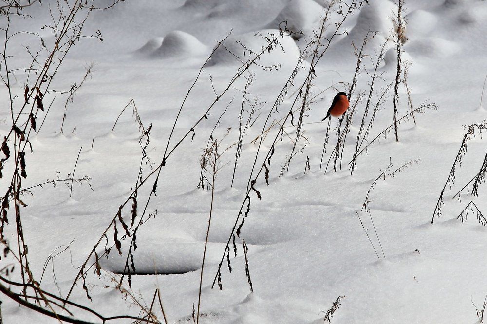Photograph by Мясоедов Василий