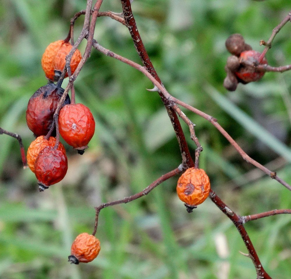 Из осени картинки,,,