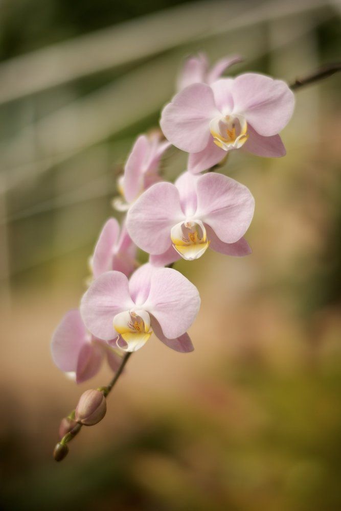 Красота, как она есть