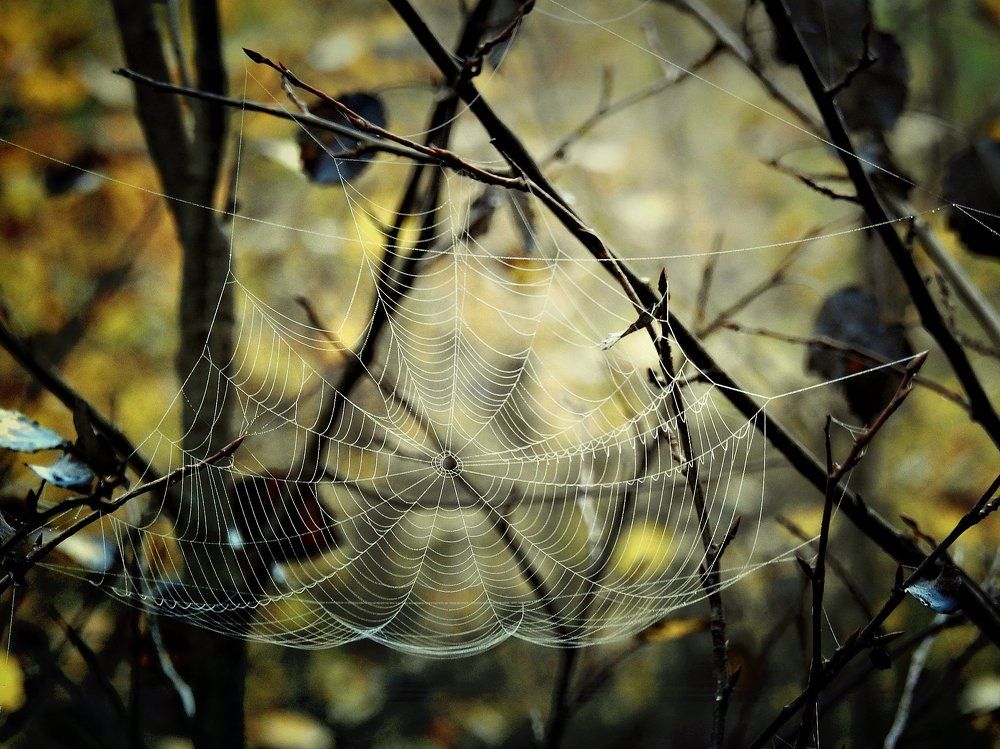 Осенняя геометрия