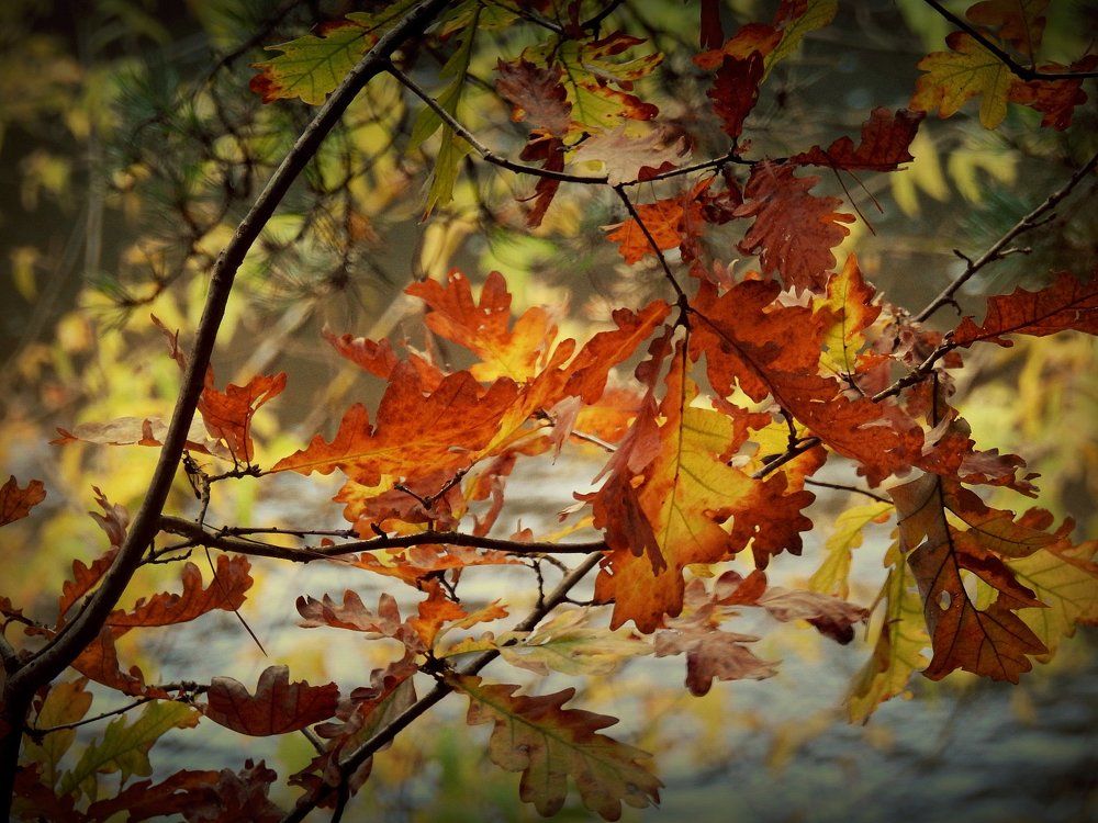 Осенняя акварель