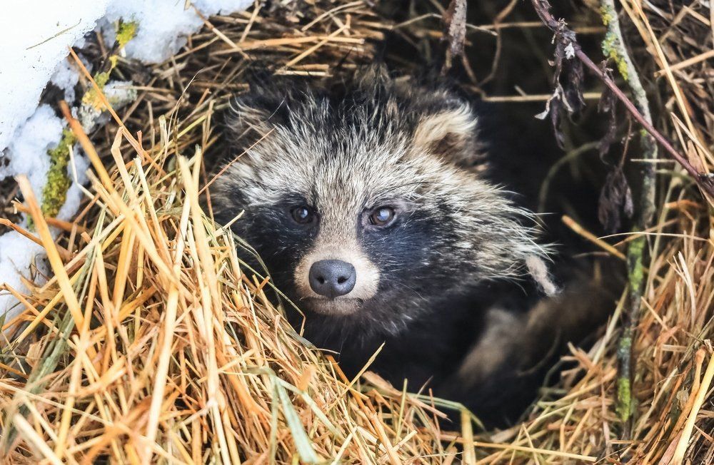 Портрет енотовидной собаки.