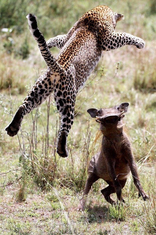 Crouching warthog, flying leopard